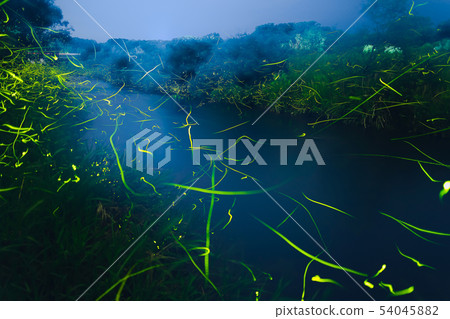 Fireflies in the fog Fireflies in the fog 54045882