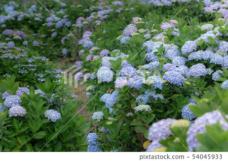  繡球 54045933