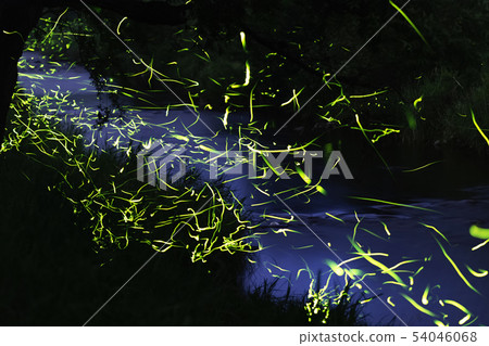Fluttering of Genji firefly 54046068
