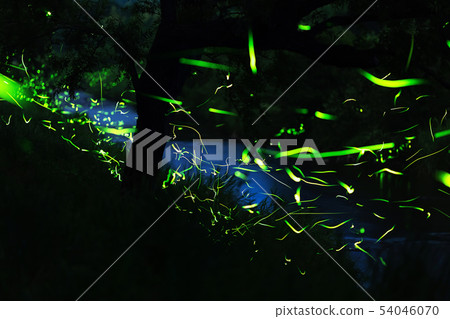 Genji螢火蟲的飄動 54046070