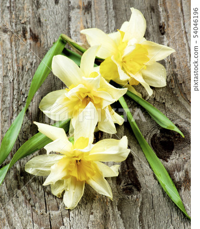 Spring Terry Daffodils Spring Terry Daffodils 54046196