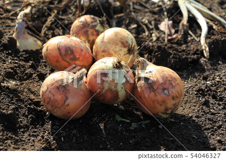 Harvest of new onion 54046327