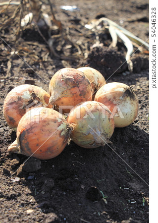 Harvest of new onion 54046328