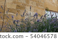 lavender 54046578