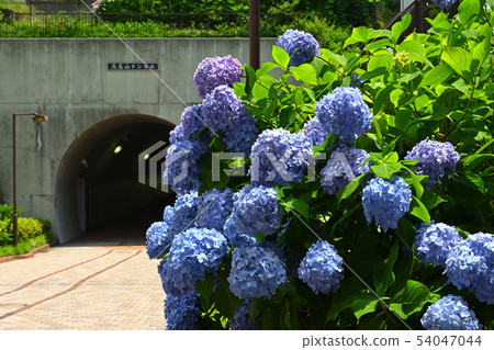 Yokohama · Toyoko flower green road Yokohama · Toyoko flower green road 54047044