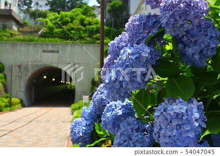 橫濱·東橫花綠色路 54047045