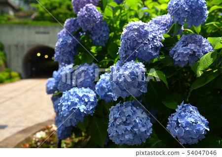 橫濱·東橫花綠色路 54047046