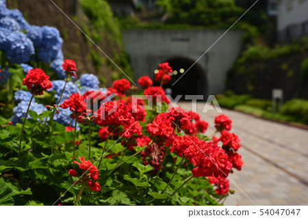 Yokohama · Toyoko flower green road 54047047