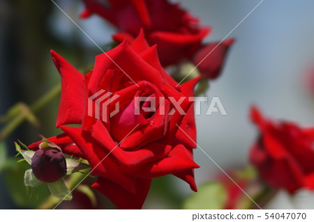 rose	 54047070
