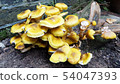 mushroom 54047393