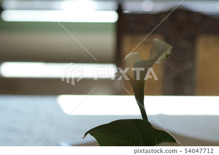 Interior, interior, flower Interior, interior, flower 54047712