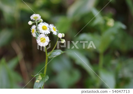 Nature, plants, flowers Nature, plants, flowers 54047713
