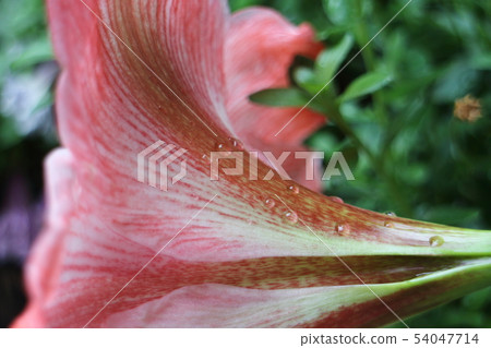 Nature, plants, flowers Nature, plants, flowers 54047714