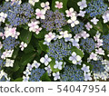 Multicolored sea bass hydrangea 54047954