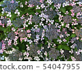 Colorful hydrangea 54047955
