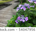 hydrangea   54047956
