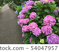 Hydrangea flowering in the path 54047957