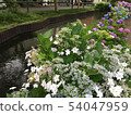 Forehead hydrangea blooming in the riverside 54047959