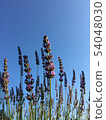 Lavender blooming in fine weather 54048030