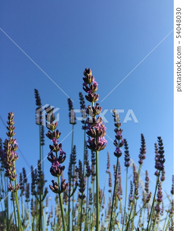 Lavender blooming in fine weather 54048030
