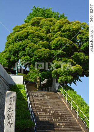 Yokohama · Honka-ji 54048247