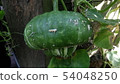 Pumpkin  54048250