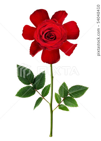 Naive stylized red rose flower Naive stylized red rose flower 54048410