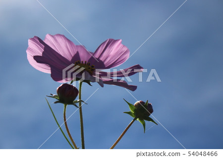 在秋天天空的波斯菊 54048466