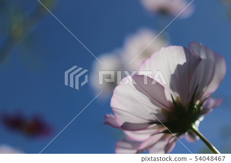 在秋天天空的波斯菊 54048467