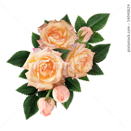 Pink rose flowers and buds composition 54048624