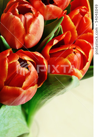 Closeup of red tulip flowers bouquet Closeup of red tulip flowers bouquet 54048849