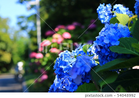 開花在公園的八仙花屬 54048992