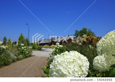 在紅磚倉庫繡球花風景前面 54048998