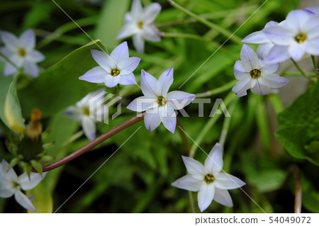 Beautiful white flower Beautiful white flower 54049072