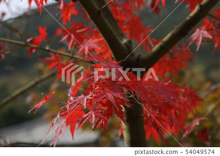 秋葉(佐賀9歲) 秋葉(佐賀9歲) 54049574