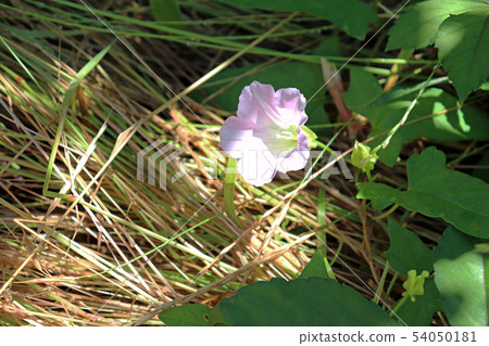 Convolvulus flower 54050181