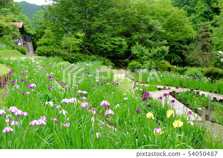 Ogano-cho flower garden Ogano-cho flower garden 54050487
