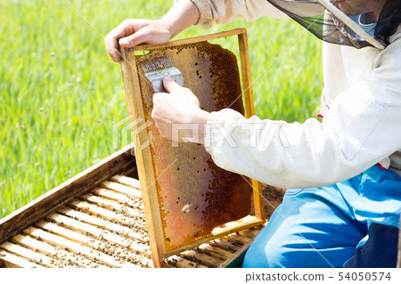 beekeeper cleans honey frames.  54050574
