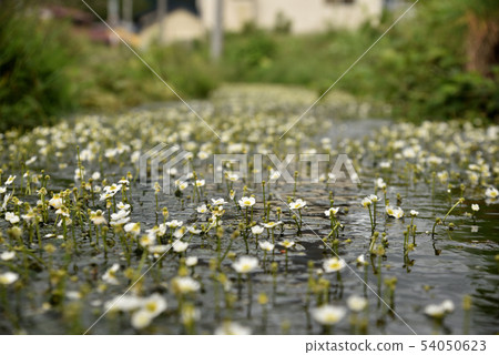 梅花藻 梅花藻 54050623