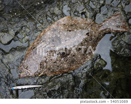 flounder flounder 54051089