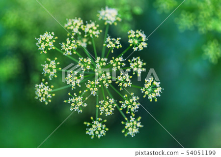 Flowers Flowers 54051199