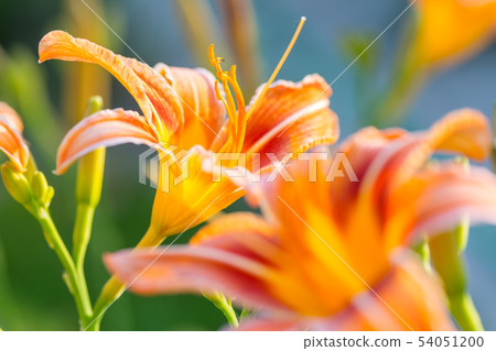 Flowers Flowers 54051200