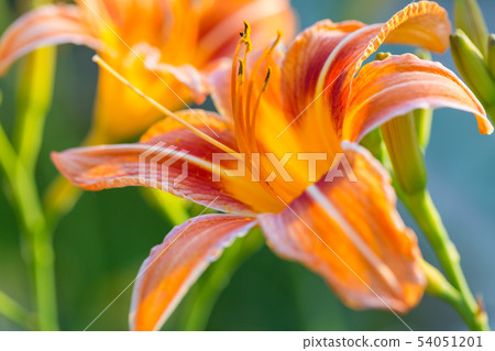 Flowers Flowers 54051201