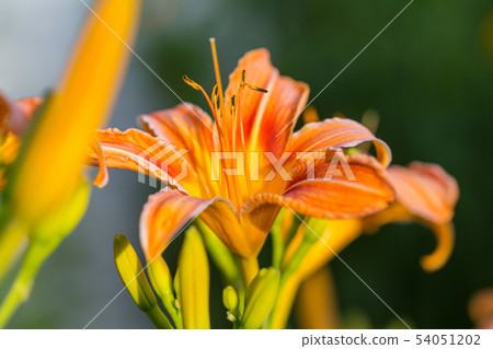 Flowers Flowers 54051202