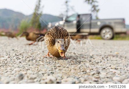 Duck Duck 54051206