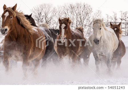 Horse chasing campaign 54051243