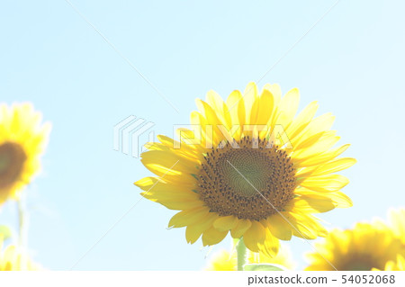 sunflower	 54052068