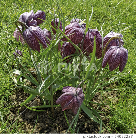 Fritillaria meleagris known as leper lily blooming 54052287