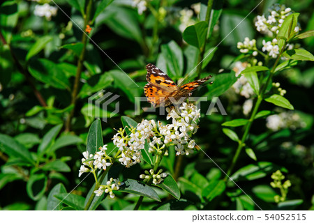 Butterfly Vanessa cardui against green hedge Butterfly Vanessa cardui against green hedge 54052515