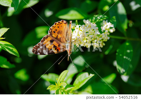 Butterfly Vanessa cardui against green hedge Butterfly Vanessa cardui against green hedge 54052516